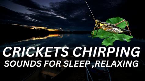 sleep sounds crickets